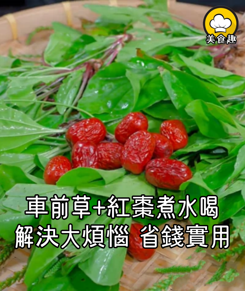 夏天車前草和紅棗煮水喝,解決了很多中老年朋友大煩惱,省錢實用