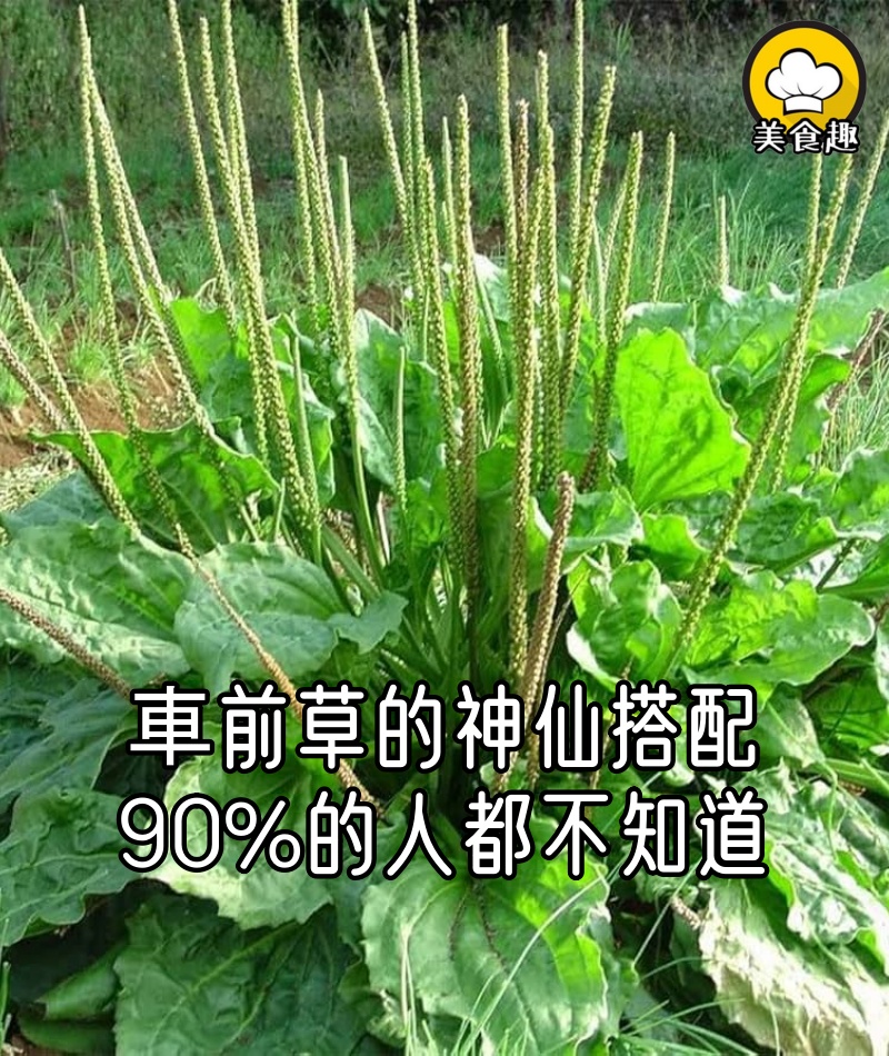 車前草的神仙搭配,90%的人都不知道!